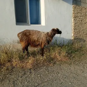 Gowy Goýun