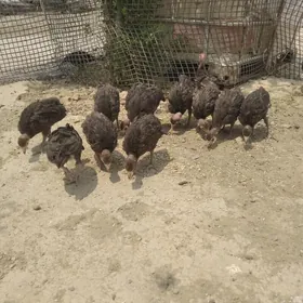 İnduk jüýjesi