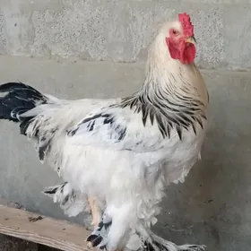 arginal brama horaz