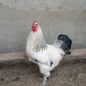horaz