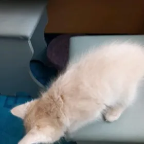 котята