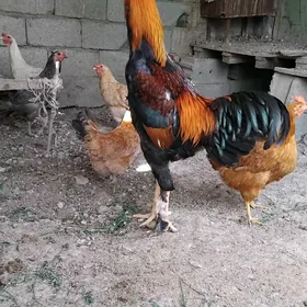 horaz