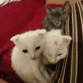 котята