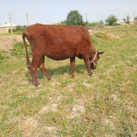 Goleli sygyr