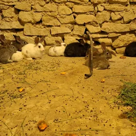 Towşan