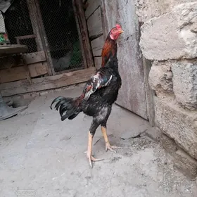horaz