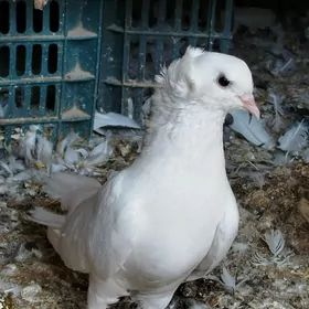 kepderi