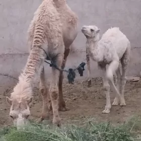 Köşekli düýe.