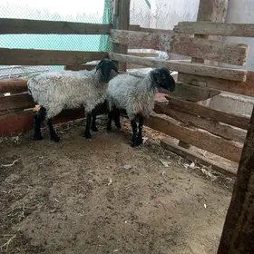 Goyunlar we geçile.