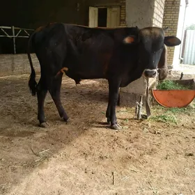 okuzler