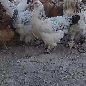 BRAMA TOWUK HORAZ