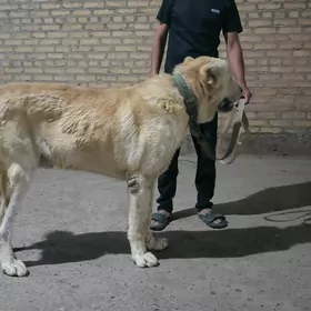 алабай