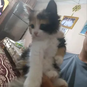 Котята