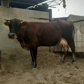 Sygyr