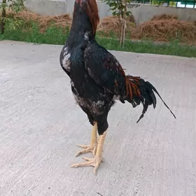 Pupek vs Babaý