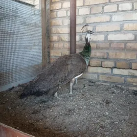 Tawus Guş