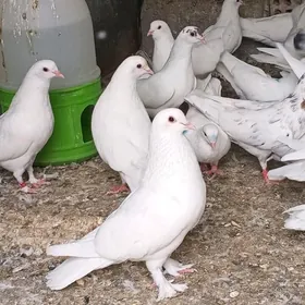 kepderi