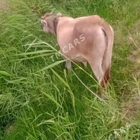 göle