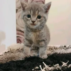 британский котёнок