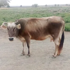 sygyr