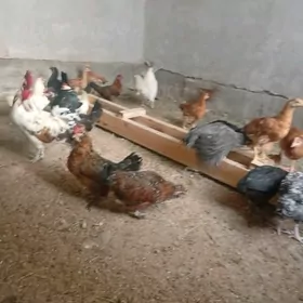 Yaponcık tovuk horaz