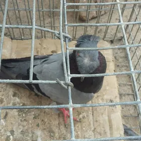 kepderi