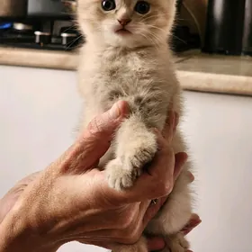 шатланские котята