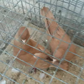 kepderi