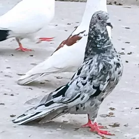 kepderi