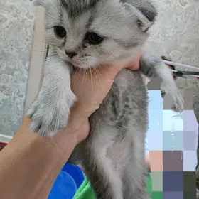 Продаётся кошечка веслоухая
