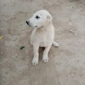ак яш гужук тапылды