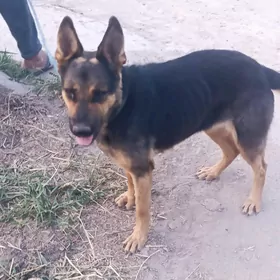 awçarka