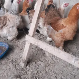 brama yumurtga