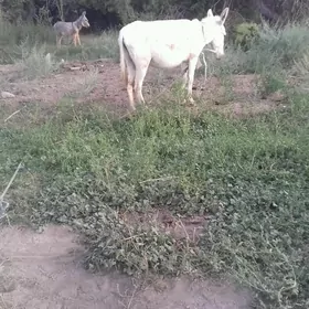 eşek ..satlyk..