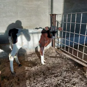 Göle