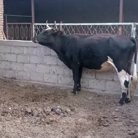 ГИБРИТ БОГАЗ СЫГЫР