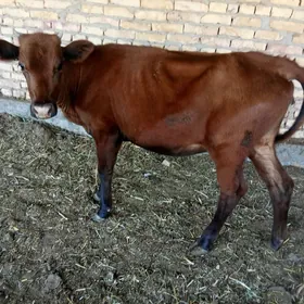 unajyn