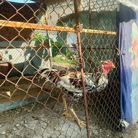 kupek