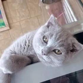 Лиловый мальчик