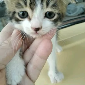 Котенок