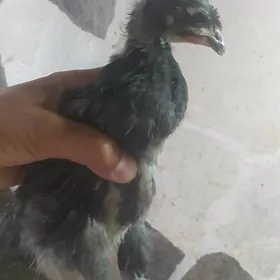Horaz