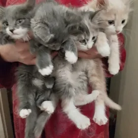 котята