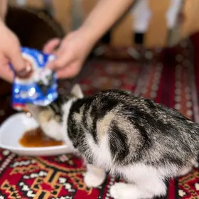 котенок