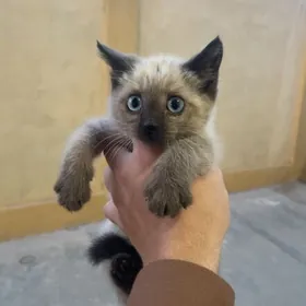siyamski котенок