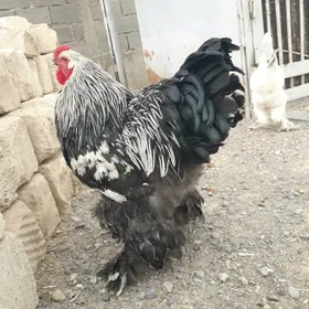 Paroda towuk horaz turkmen tow