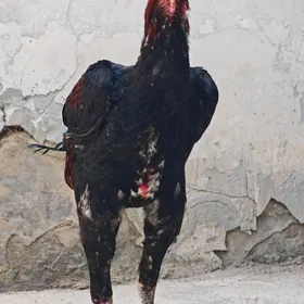 horaz