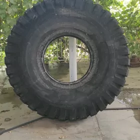 PAGRUSSIK TIGER TAZEJE