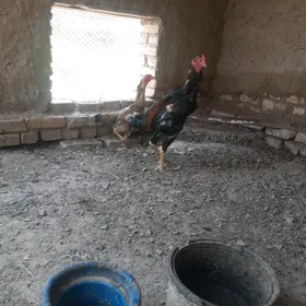 хораз