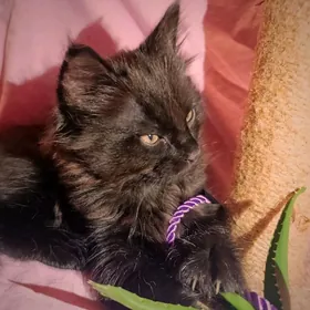 кошки