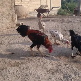 yumurtga baysowy